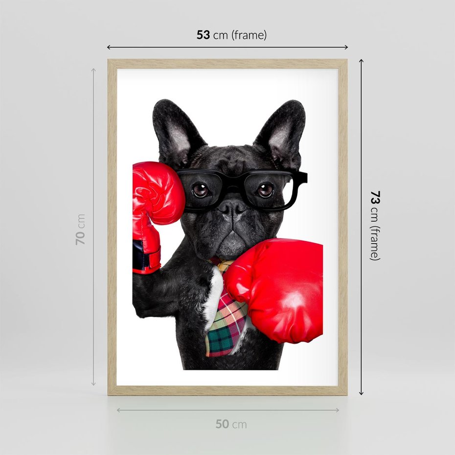 Plakat w ramie 50x70 - Boksujący mops - pies - boks, mops - rama drewno
