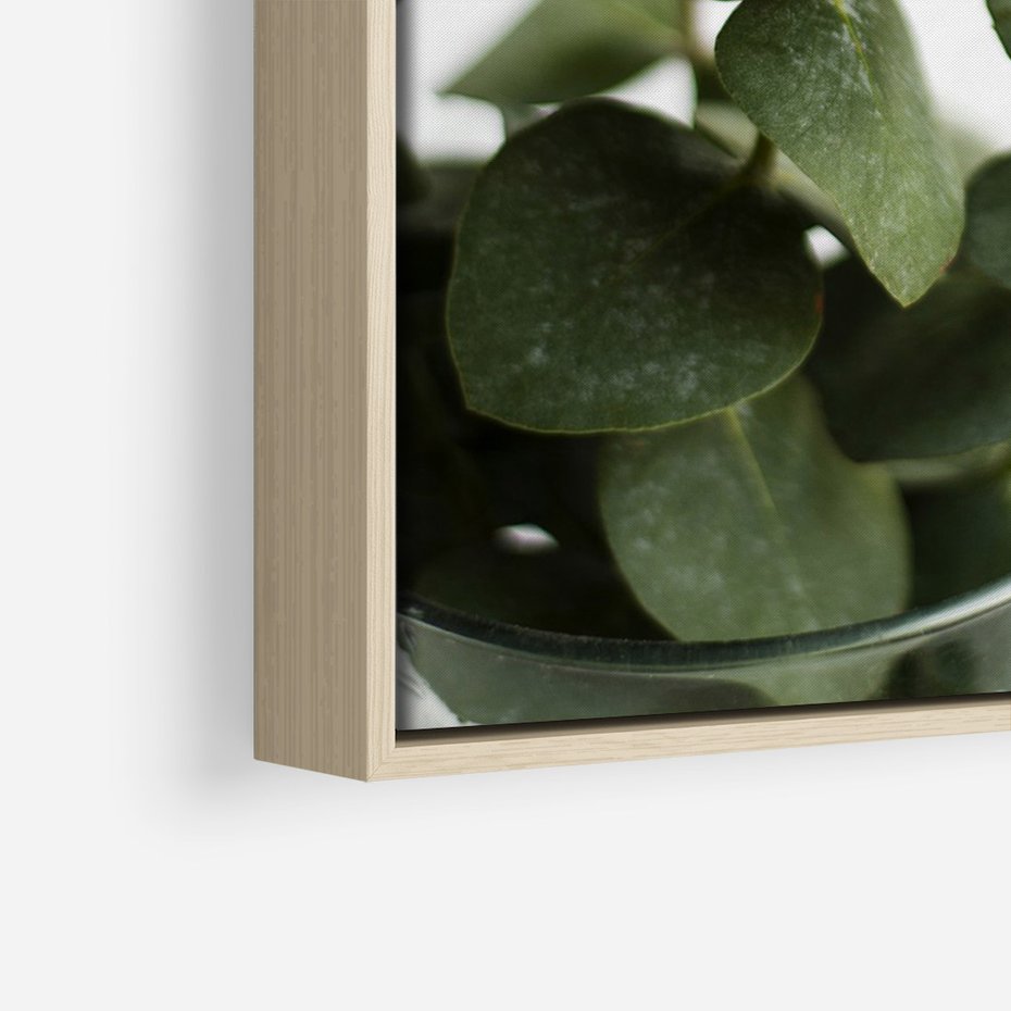 Obraz w ramie 70x100 - Zielone eukaliptusy - eukaliptus, liście - rama drewno