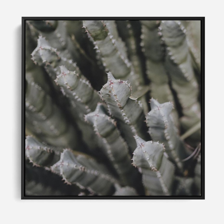 Obraz w ramie 50x50 - Boho kaktusy na pustyni - kaktusy, pustynia - rama czarna