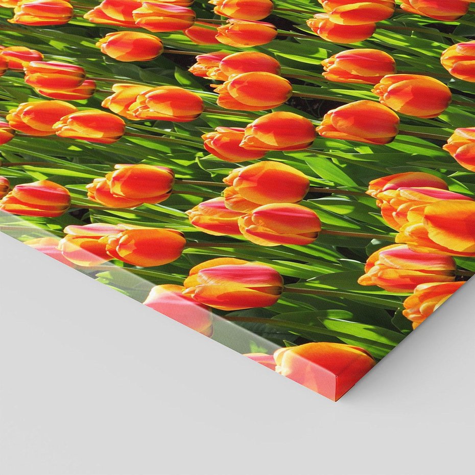 Obraz na płótnie 120x80 - Tulipanowa eksplozja - tulipany, kwiaty