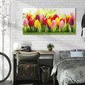 Obraz na płótnie 120x60 - delikatność kwiatowego świata - tulipany, kwiaty