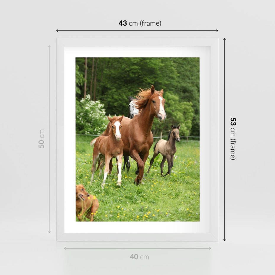 Plakat w ramie 40x50 - Galopujące konie - konie, galop - rama biała
