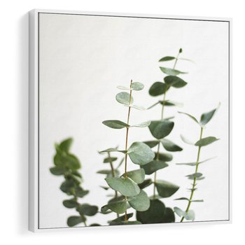 Obraz w ramie 50x50 - Żywa eukaliptusowa zieleń - eukaliptus, zielone - rama biała