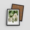 Plakat w ramie 30x40 - Białe tulipany w pełnym rozkwicie - białe, tulipany - rama czarna