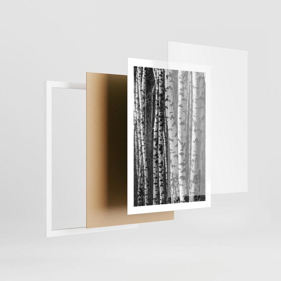 Plakat w ramie 50x70 - Kontrast Monochromatyczny - brzozy, czarno - rama biała
