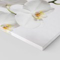 Obraz na płótnie 60x60 - Orchidea Kwiat - orchidea, kwiat