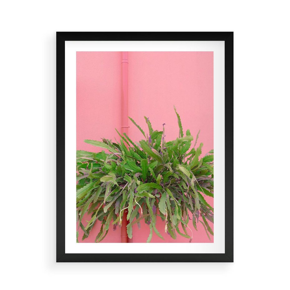 Plakat w ramie 50x70 - Fotografia Rośliny z Różowym Tłem - fotografia, zielona roślina na tle różwj ściany - rama czarna