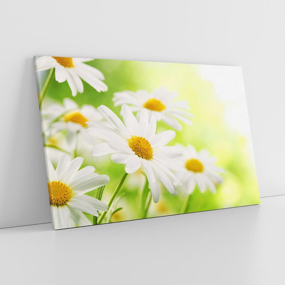 Obraz na płótnie 100x70 - Stokrotka: delikatność natury - stokrotka, kwiat