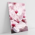 Obraz na płótnie 50x70 - Kwitnąca Wiśnia - kwiaty, kwitnąca