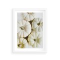 Plakat w ramie 30x40 - Jesienne Dynie: Delikatna Kompozycja - białe dynie, jasna kompozycja - rama biała