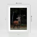 Plakat w ramie 40x50 - Spotkanie z naturą - jeleń, las - rama biała