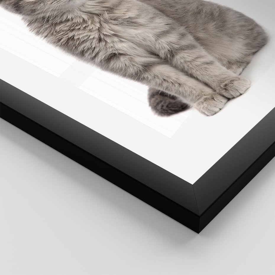 Plakat w ramie 50x70 - Kocie uroki na płótnie - kot, kotek - rama czarna