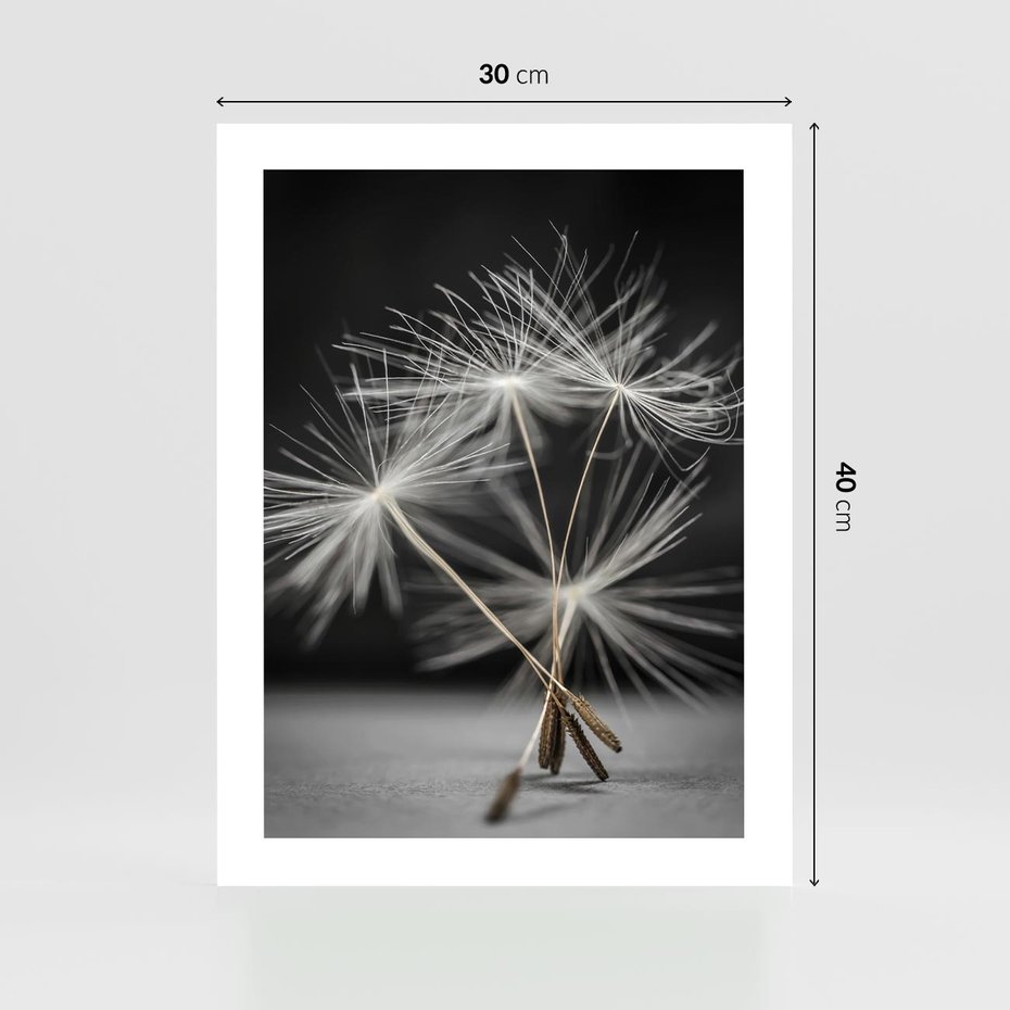 Plakat bez ramy 30x40 - Delikatność dmuchawców zbliżenie - dmuchawce, zbliżenie