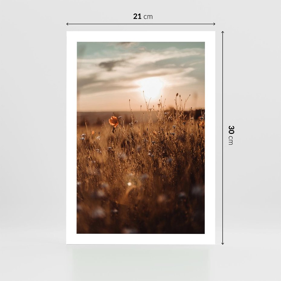 Plakat bez ramy 21x30 - Zachwyt zachodem słońca na łące - zachód, słońca