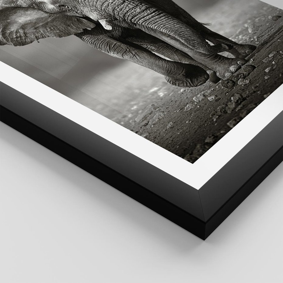 Plakat w ramie 50x70 - Majestatyczny słoń Afryki - słoń, Afryka - rama czarna