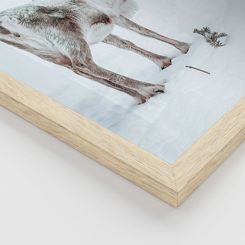 Zestaw obrazy w ramie 50x70 galeria - Zimowy, widok, renifer - rama drewno