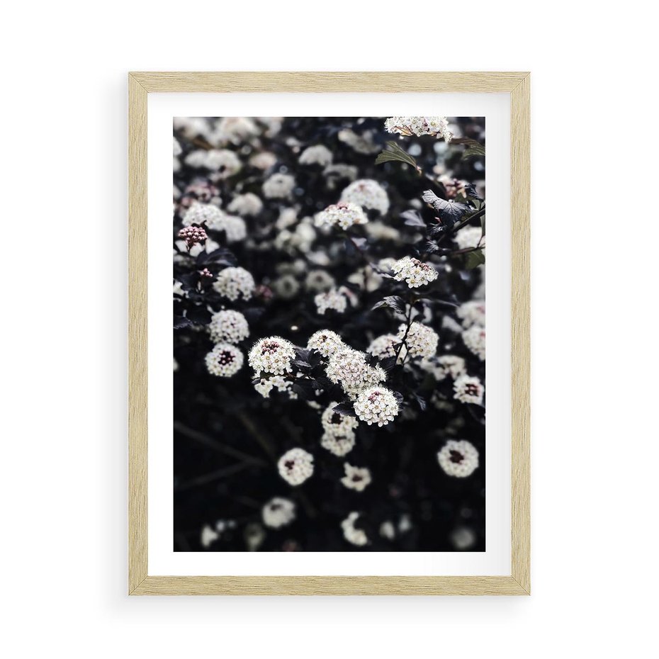 Plakat w ramie 50x70 - Białe Kwiaty na Kwitnącym Krzewie - białe kwiaty, kwitnący krzew - rama drewno