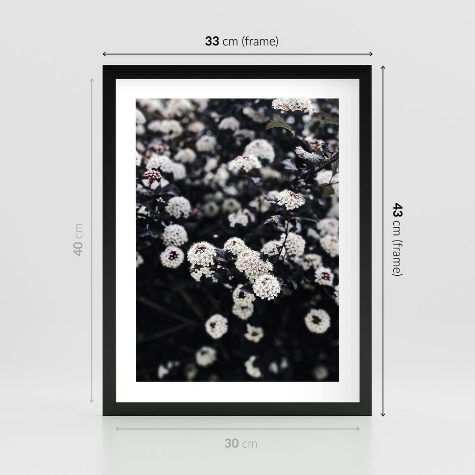Plakat w ramie 30x40 - Białe Kwiaty na Kwitnącym Krzewie - białe kwiaty, kwitnący krzew - rama czarna