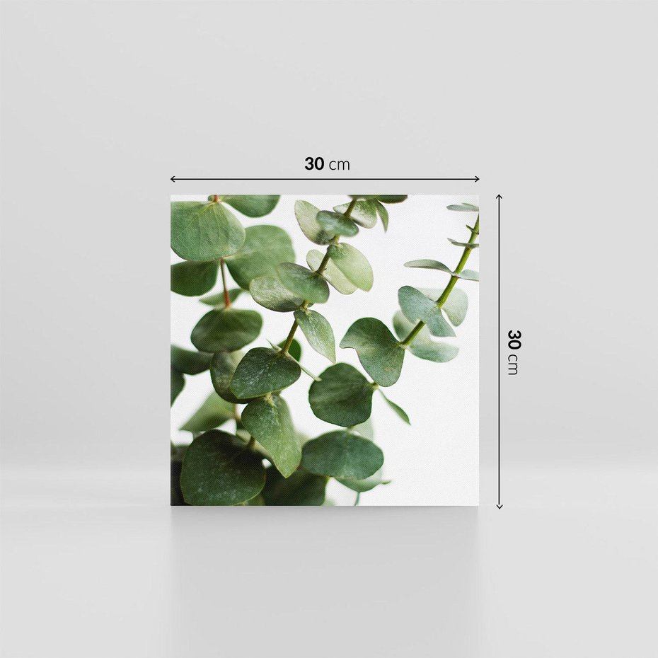 Obraz na płótnie 30x30 - Zielone eukaliptusy - eukaliptus, liście