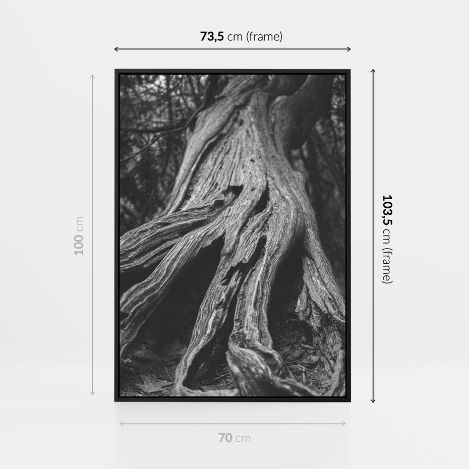 Obraz w ramie 70x100 - Siła Natury - czarno biała fotografia, korzenie wielkiego drzewa - rama czarna