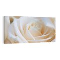 Obraz na płótnie 120x60 - Białe róże piękności - białe, róże