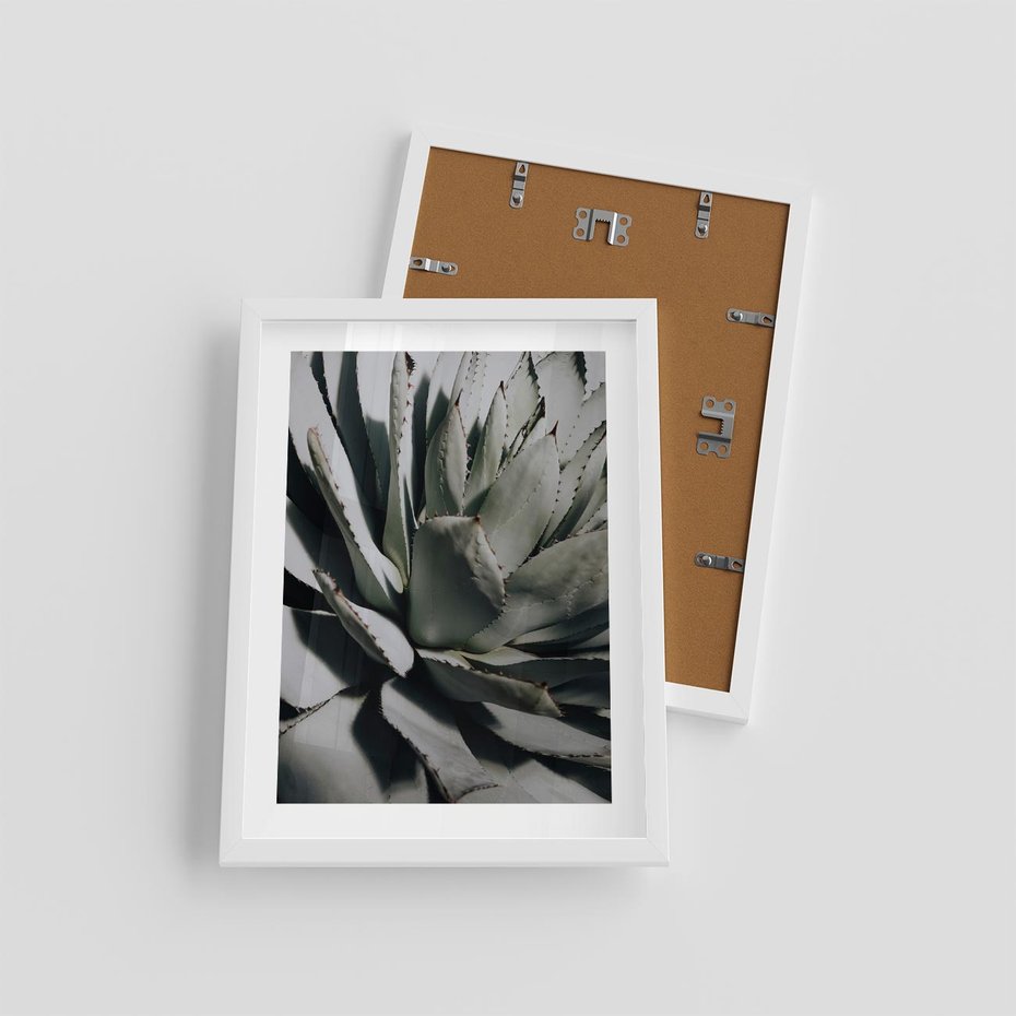 Plakat w ramie 30x40 - Sukulenty wśród kaktusów - sukulenty, kaktusy - rama biała