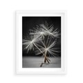 Plakat w ramie 40x50 - Delikatność dmuchawców zbliżenie - dmuchawce, zbliżenie - rama biała