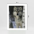 Plakat bez ramy 30x40 - Wilk w Zimowym Lesie - wilk, las