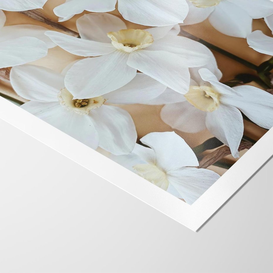 Plakat bez ramy 21x30 - Białe Narcyzy - narcyzy, kwiaty