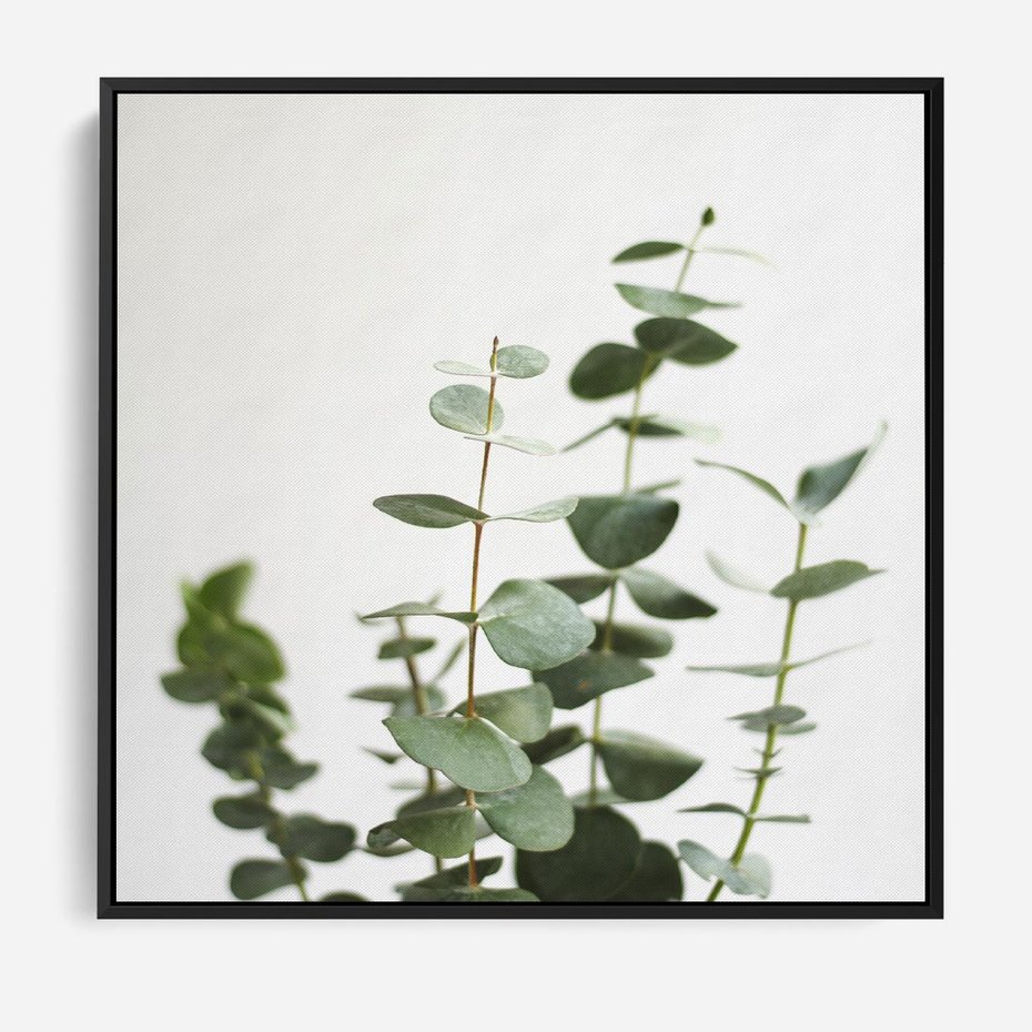Obraz w ramie 50x50 - Żywa eukaliptusowa zieleń - eukaliptus, zielone - rama czarna