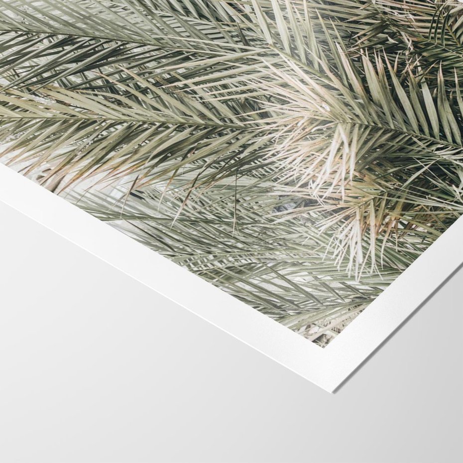 Plakat bez ramy 50x70 - Egzotyczny Świat Palm - palmy, liście palmy