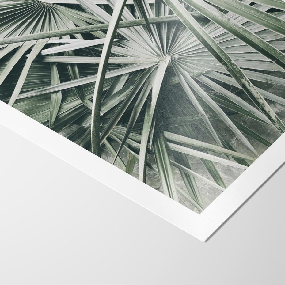 Plakat bez ramy 50x70 - Palmy w Zgaszonej Zieleni - palmy, tropikalne liście