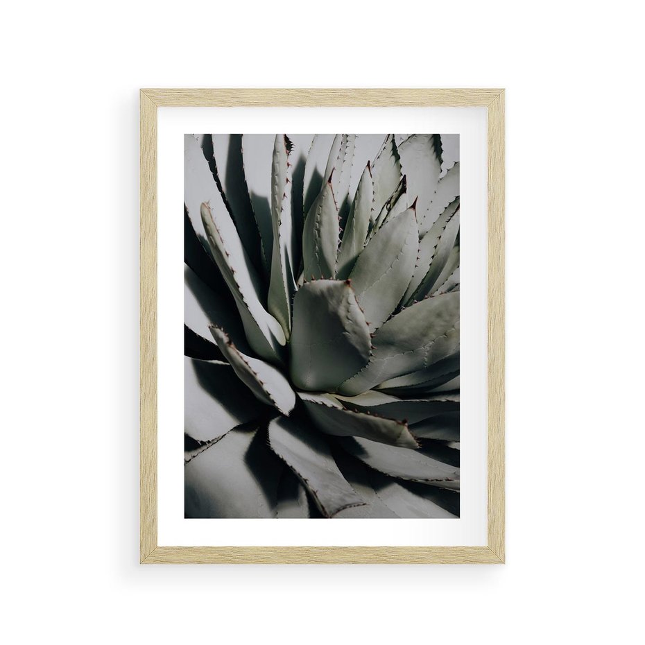 Plakat w ramie 30x40 - Sukulenty wśród kaktusów - sukulenty, kaktusy - rama drewno