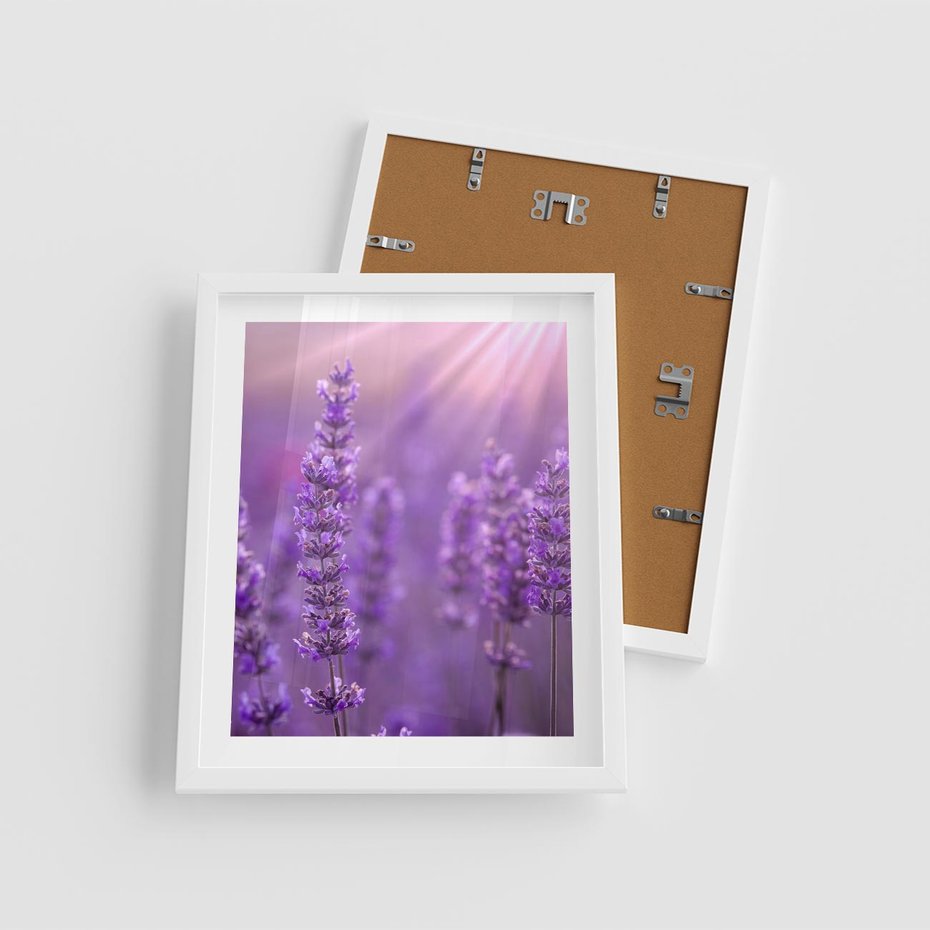 Plakat w ramie 40x50 - Fioletowa harmonia lawendy - lawenda, fiolet - rama biała