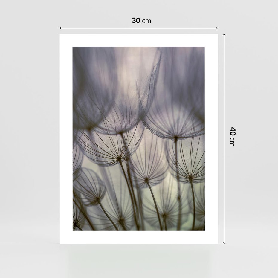 Plakat bez ramy 30x40 - Makro dmuchawiec - piękno drobnych detali - dmuchawce, makro