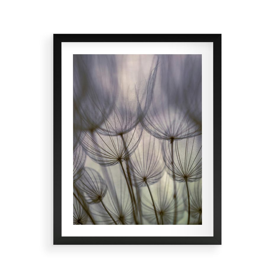 Plakat w ramie 40x50 - Makro dmuchawiec - piękno drobnych detali - dmuchawce, makro - rama czarna