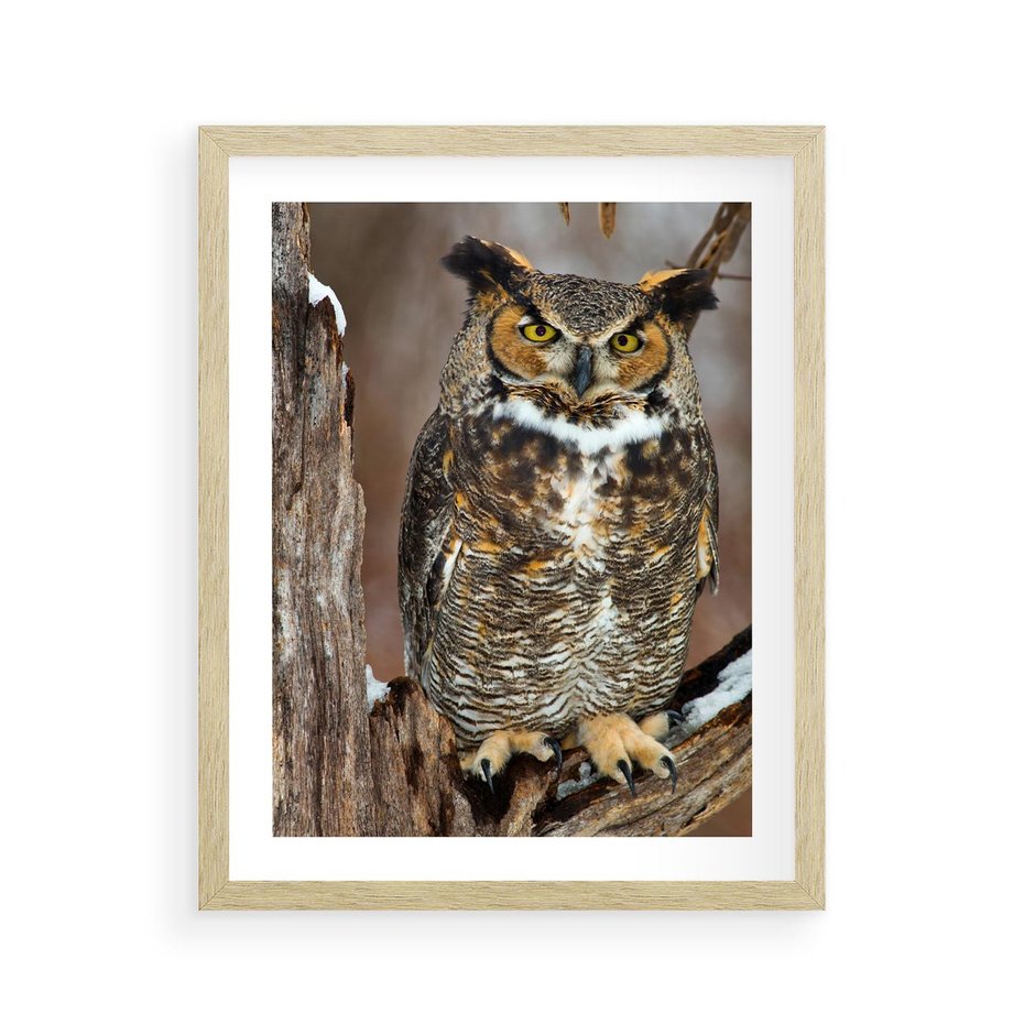 Plakat w ramie 40x50 - Tajemniczy Stróż - sowa, las - rama drewno