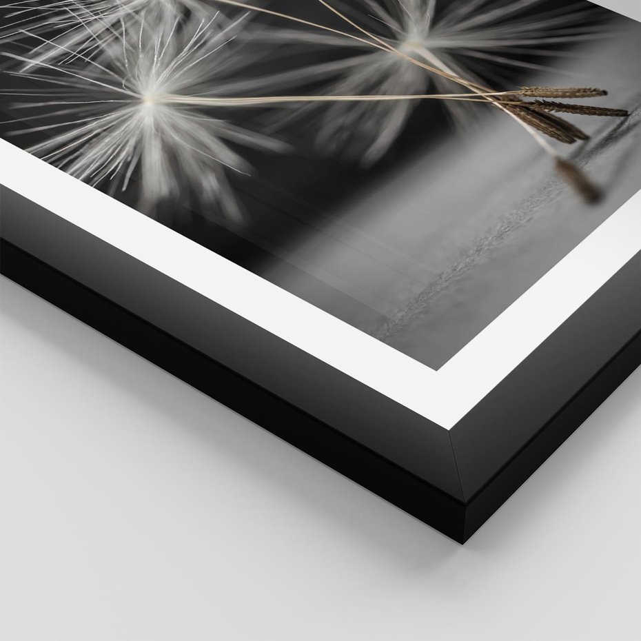 Plakat w ramie 30x40 - Delikatność dmuchawców zbliżenie - dmuchawce, zbliżenie - rama czarna