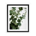 Plakat w ramie 40x50 - Zielone eukaliptusy - eukaliptus, liście - rama czarna