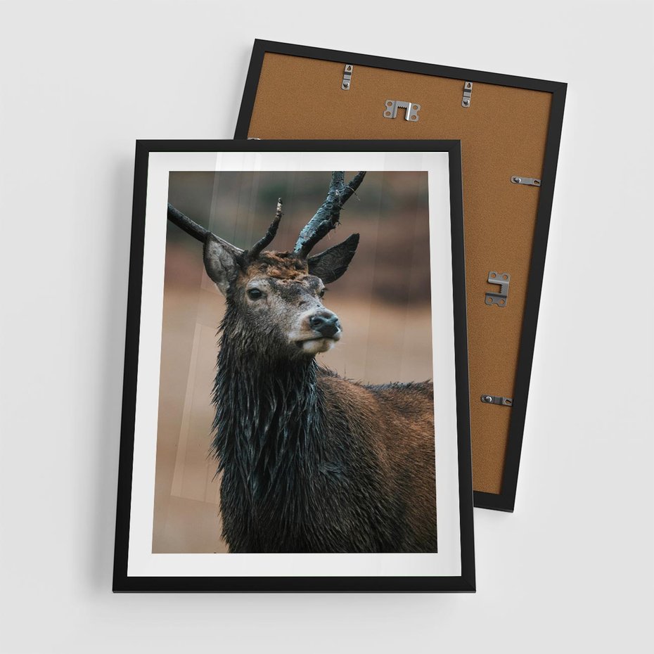 Plakat w ramie 50x70 - Spokojny jeleń - jeleń, las - rama czarna