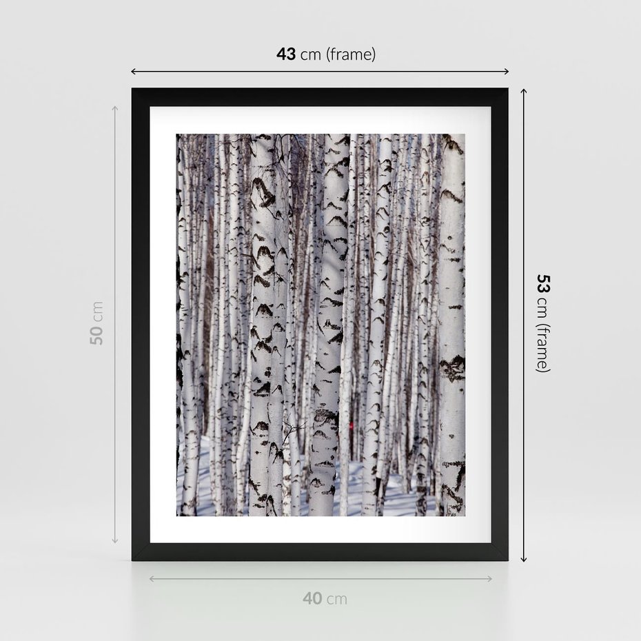 Plakat w ramie 40x50 - Lśniące Brzozy - brzozy, las - rama czarna