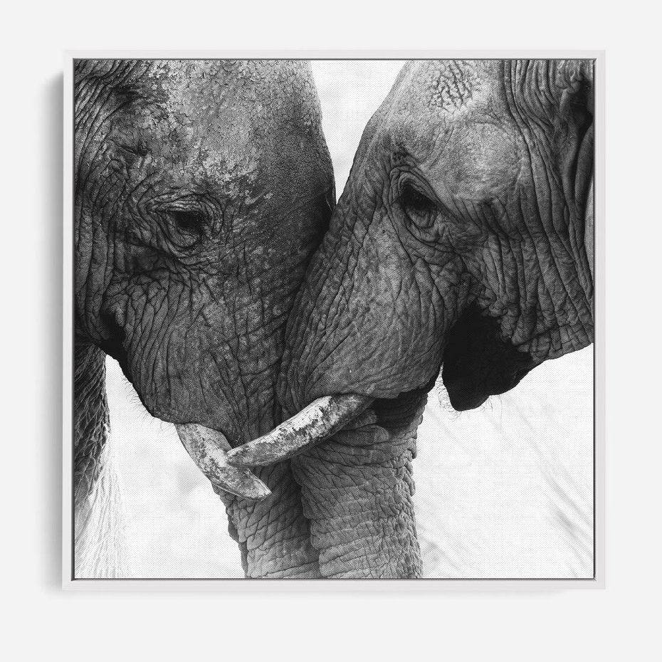Obraz w ramie 50x50 - Spotkanie Mądrości - fotografia czarno biała, dwa słonie - rama biała