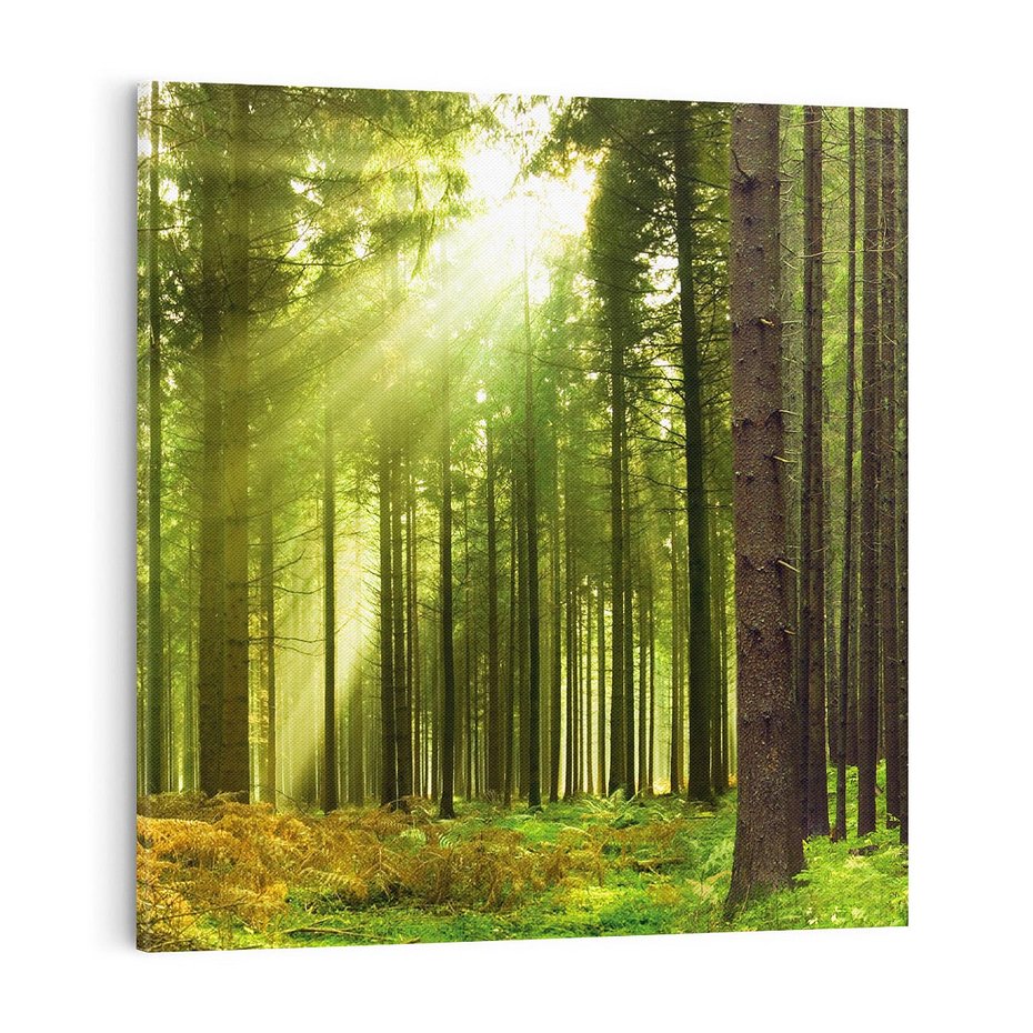 Obraz na płótnie 70x70 - Spokój wśród drzew: las w odcieniach zieleni - las, drzewa