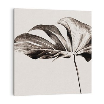 Obraz na płótnie 60x60 - Szapczący Liść - szkic, czarno biały