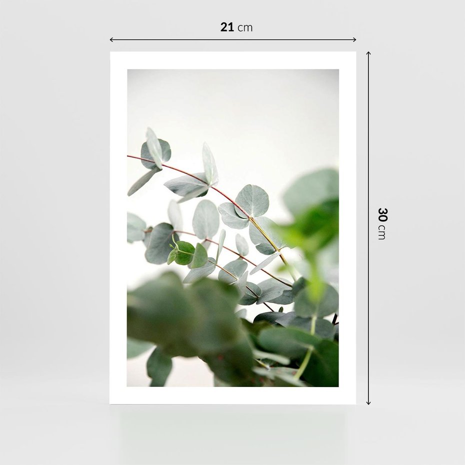 Plakat bez ramy 21x30 - Zielony Świat Eukaliptusa - eukaliptus, fotografia