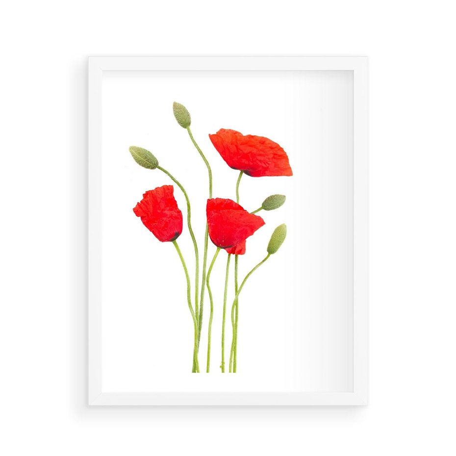 Plakat w ramie 40x50 - Pola maków w pełnym kolorze - maki, kwiaty - rama biała