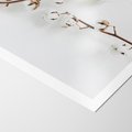 Plakat bez ramy 40x50 - Gałęzie Bawełny na Białym Tle - gałęzie bawełny na białym tle, minimalizm