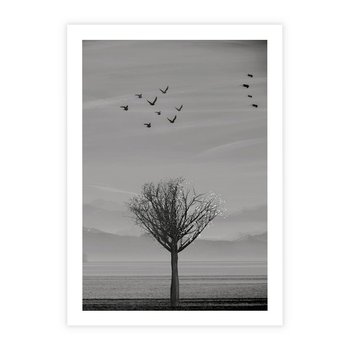 Plakat bez ramy 21x30 - Samotne Drzewo - samotne drzewo w polu, czarno białe zdjęcie