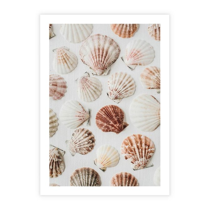 Plakat bez ramy 21x30 - Morska Delikatność: Muszelki na Białym Tle - kompozycja, morskie muszelki na białym tle