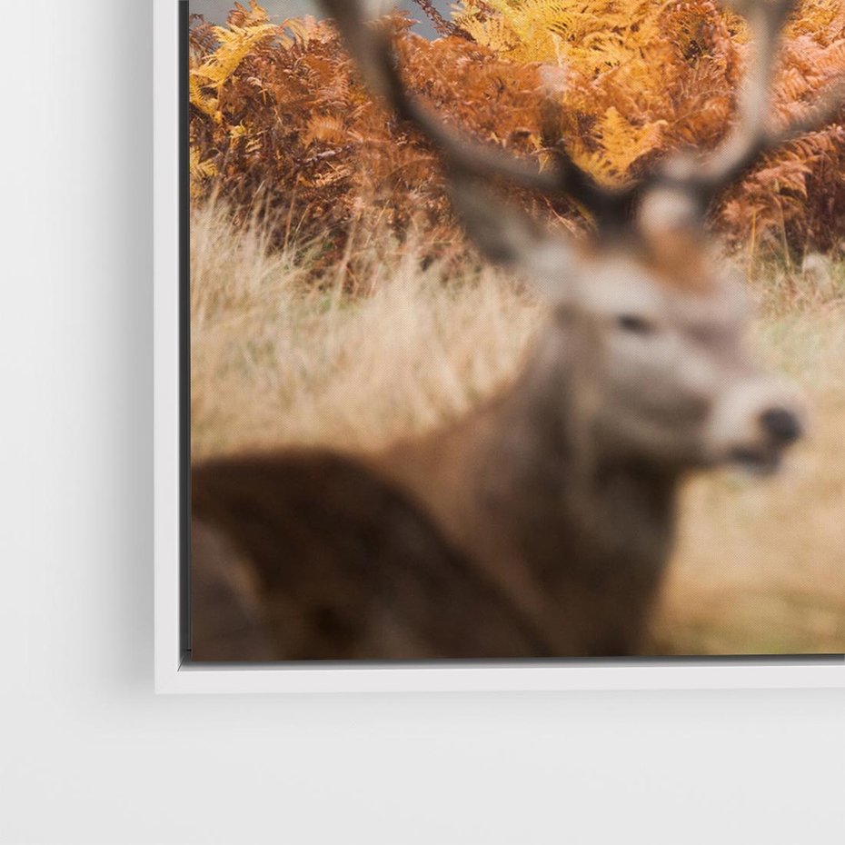 Obraz w ramie 50x50 - Malownicza Harmonia - jelenie, jesień - rama biała